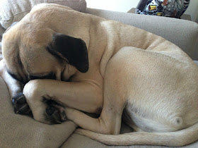 Cute dogs - part 11 (50 pics), dog sleeping cover his face with his paw