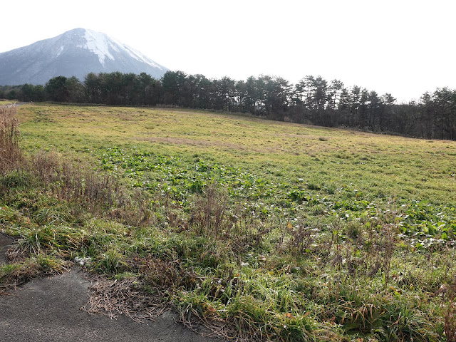 鳥取県西伯郡伯耆町丸山の牧草地　大山の眺望