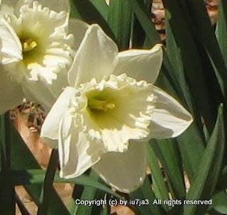 Daffodil