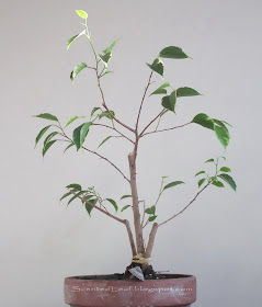 Ficus benjamina variegated - addition for terrarium