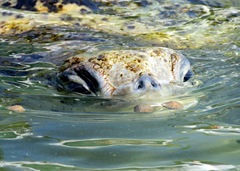 Turtle Peeks Out Of Water