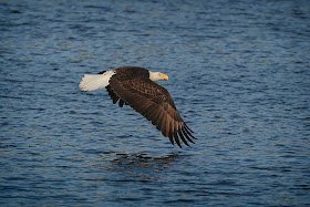 Bald Eagle.