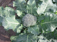 Calabrese Broccoli