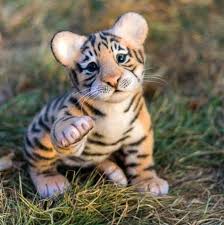 baby tiger Wallpaper