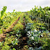 Agricultura sintrópica chega ao Paraná  
