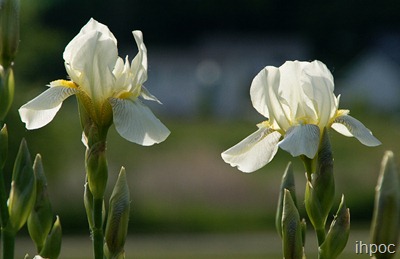 IMG_1614 copy