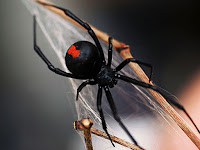 Black Widow Spider Animal Pictures