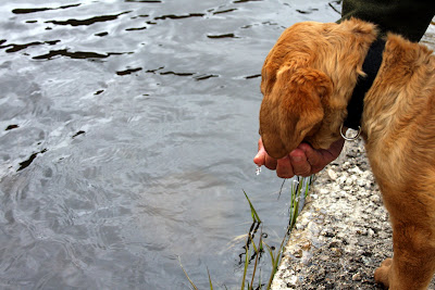 Jack and Freda checking out the Big Hole River