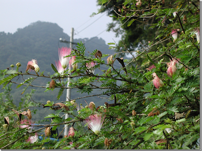 いろいろ 薔薇 赤色 種類 120058-薔薇 赤色 種類