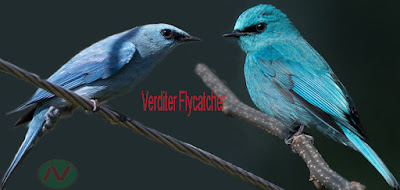 verditer flycatcher bird, নীলাম্বরি