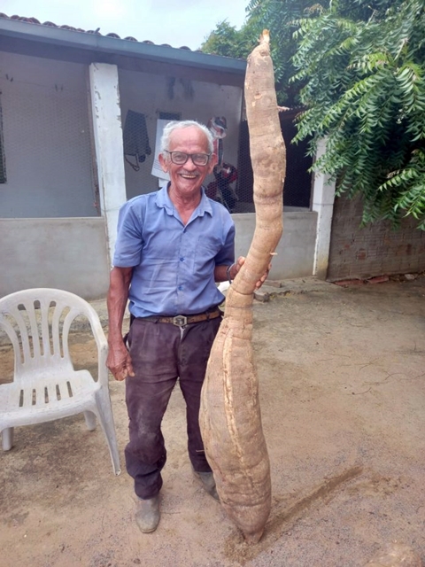 Agricultor colhe mandioca gigante de mais de 2 metros em Quixabeira