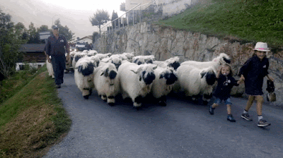 Risultato immagini per gif pecore