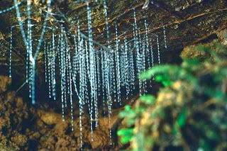 Waitomo Glowworm, Gua Ajaib Dipenuhi Bintang