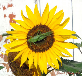 Sunflower with grasshopper