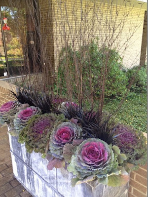 A Couve Ornamental ou de Jardim pode ser cultivada em vasos e jardineiras ou em áreas externas formando belas bordaduras ou conjuntos com outras plantas.