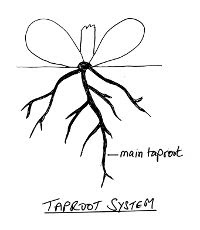 taproot system