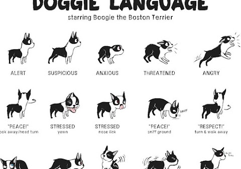 Dog Communication  Dog Behavior Meaning