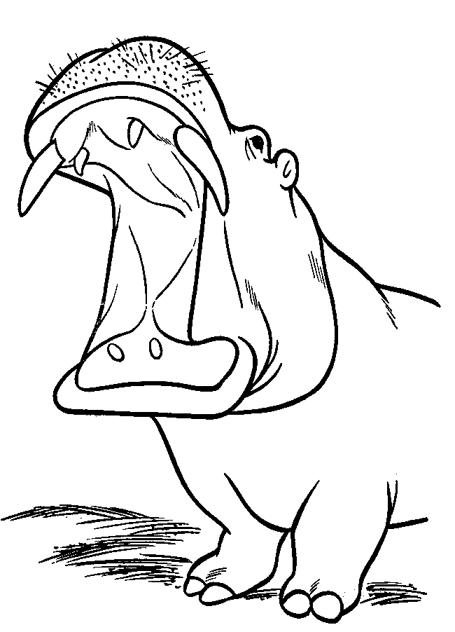 Baú da Web Desenhos de Hipopótamo para colorir