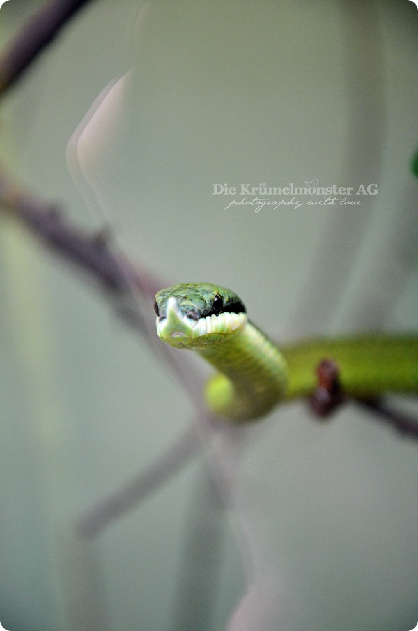 Zoo Frankfurt 100713 (64)
