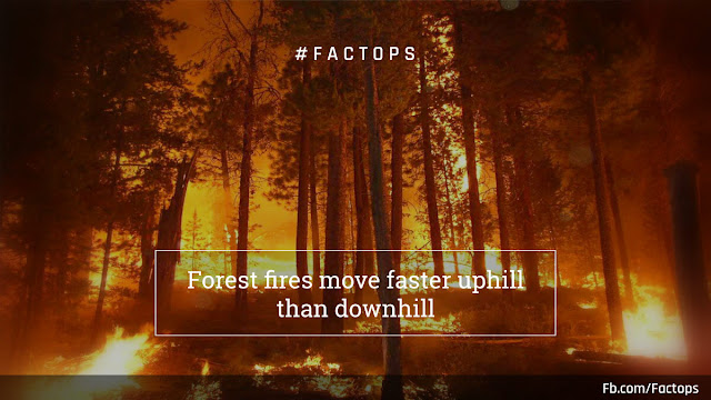 #Factops : "Forest fires move faster uphill than downhill"