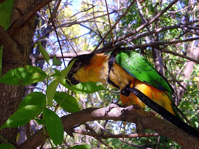 Caique sitting in a tree