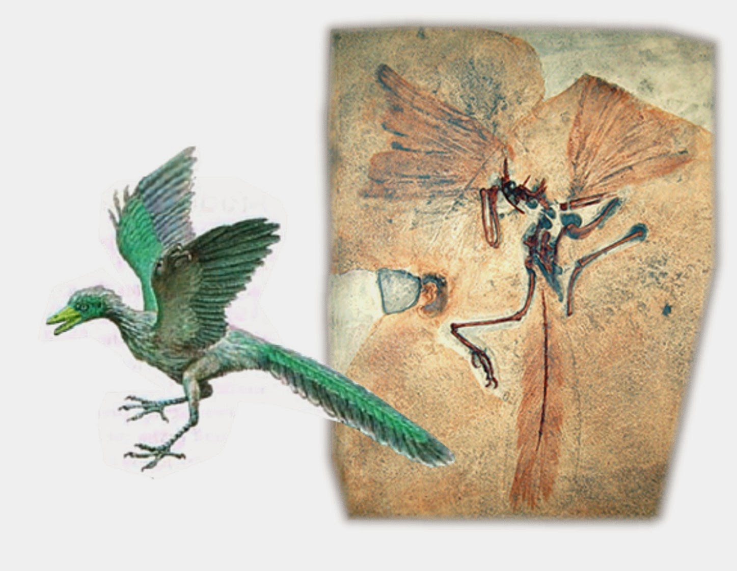 Burung Hidup Di Zaman Dinosaurus Dhezna World