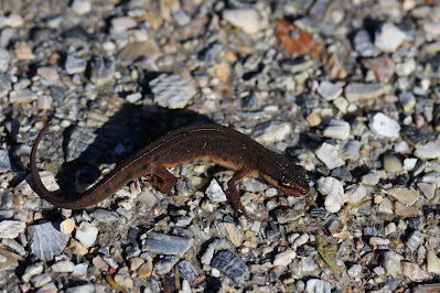 Kleine Watersalamander - Gewoane Salamander - Lissotriton vulgaris