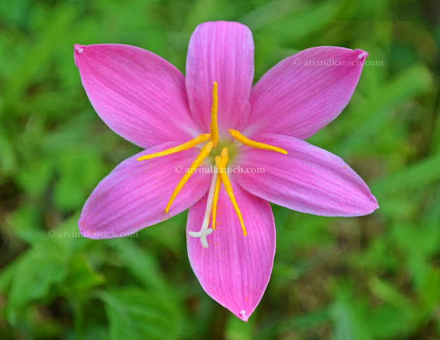 Magical, Beautiful, Grass, flower, Baijnath, Himachal