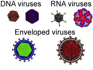 CIRI-CIRI VIRUS