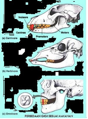 omnivora biologos omnivora