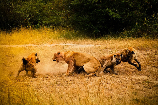 Masai Mara National Park Wild Animals Lion Vs Hyena