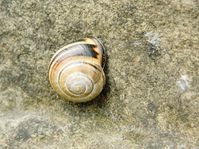 Snails, Snail Shell, Mollusc, 