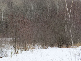 Speckled Alder