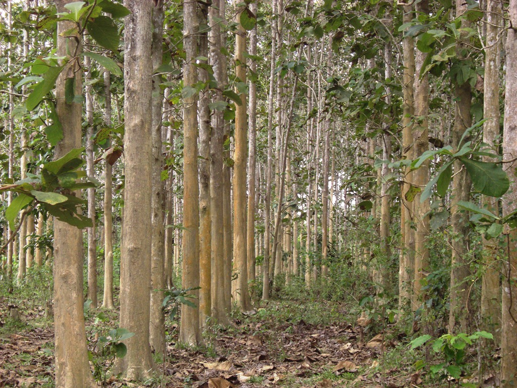 Community Logging Sebuah Idiologi dalam Pengelolaan Hutan 