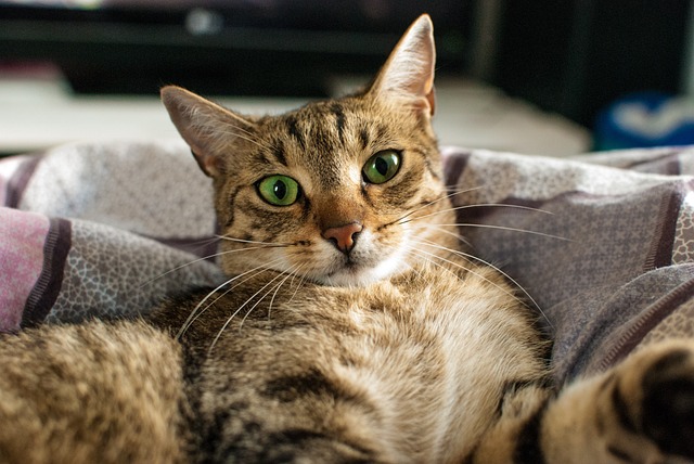 20 motivos para considerar ter um gato