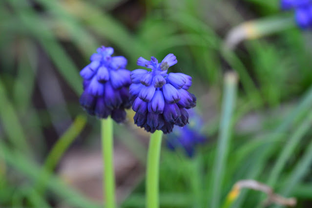 Muscari commutatum