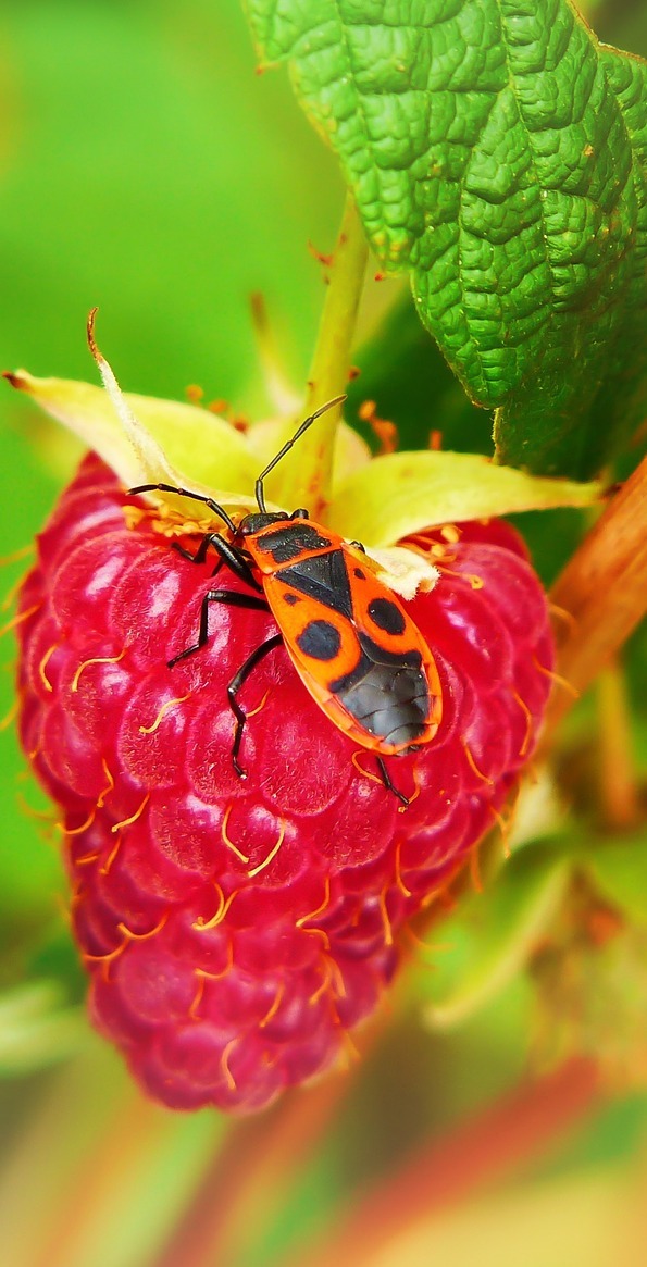 A smith wingless on a red raspberry.