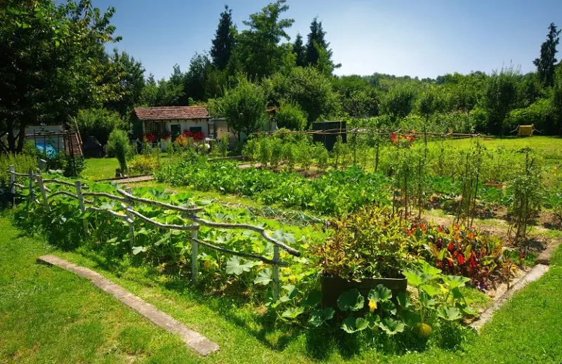 Que planter en août au potager?