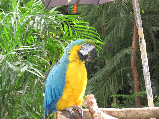 exotic parrots in Bloedel Conservatory