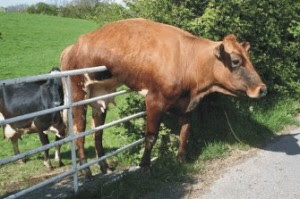 cow stuck on fence, dairy cow, village idiot