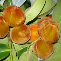 Buah Mentega