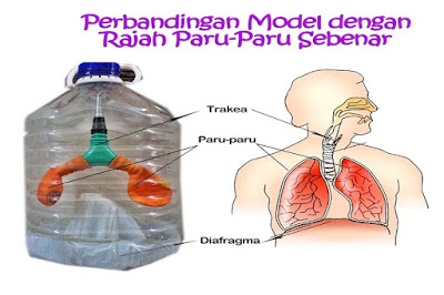 model paru-paru