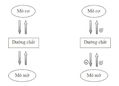 Ảnh hưởng của β-agonist đến quá trình phân phối dưỡng chất đến mô cơ và mô mỡ ở vật nuôi khi có (sơ đồ bên phải) và không có (sơ đồ bên trái) β-agonist