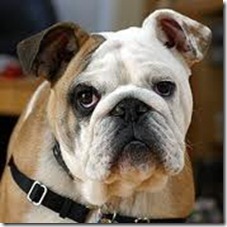 bulldog