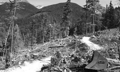 in 20 years sea to sky trail green lake whistler clearcut