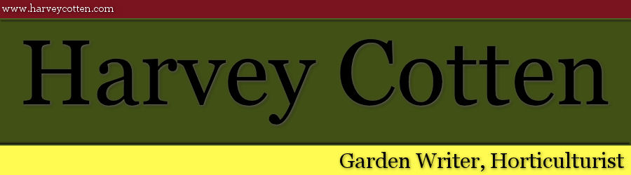 Harvey Cotten