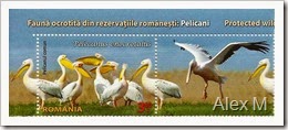 2061_3-60lei_Pelican_comun