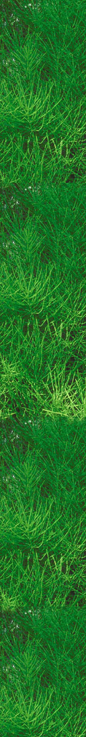 [grass.gif]