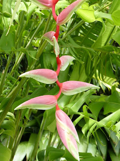 Heliconia chartacea 'Sexy Pink' 