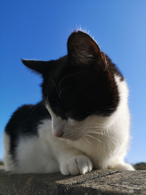 portrait of cute back and white cat